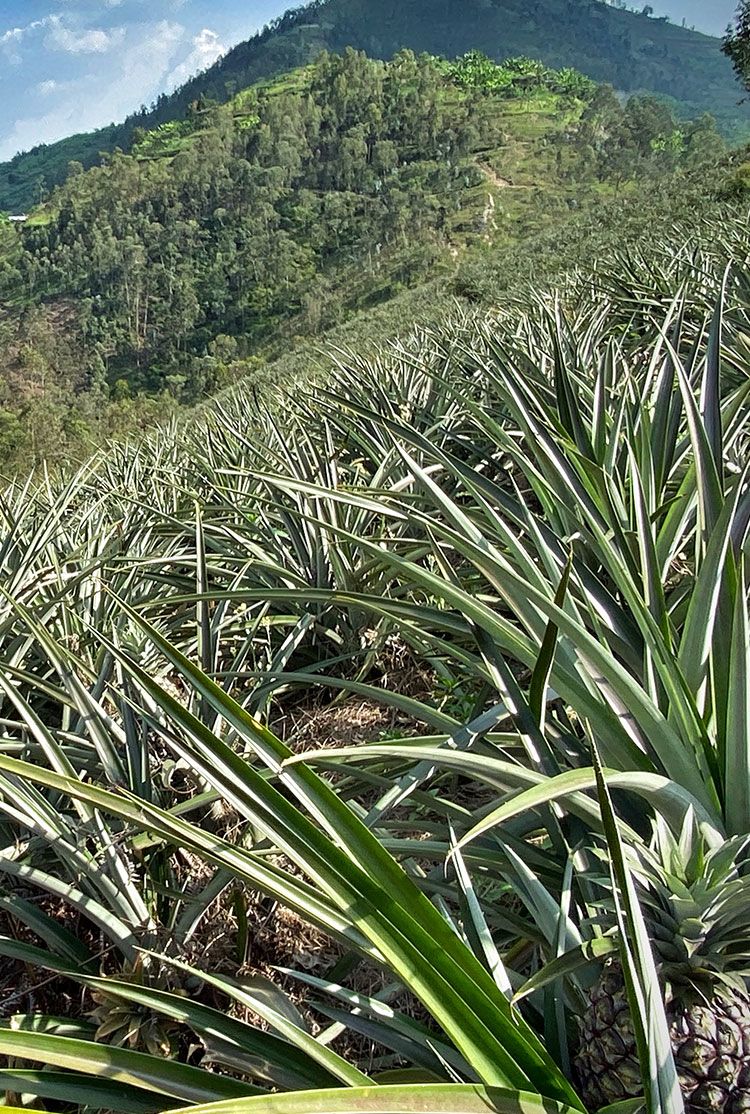 The four-hectare farm where members of the co-op grow their produce