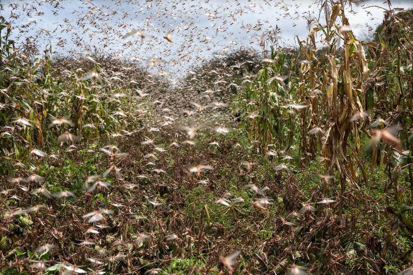 swarm of locusts