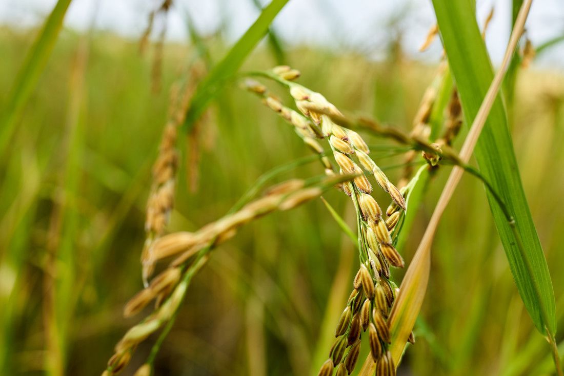 rice growing in a field